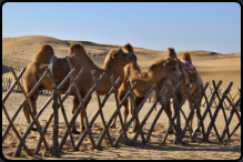 Kamele in den Sanddnen