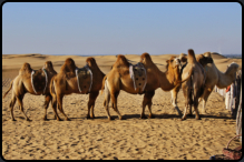 Kamele in den Sanddnen