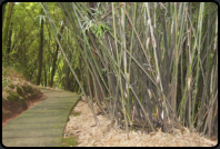 Bambus am Wegrand zu den Felsskulpturen-Beishan