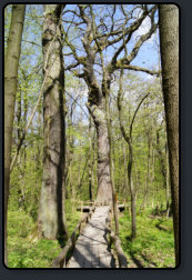 Holzpfad zur ltesten Eiche in Nationalpark