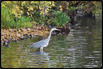 Graureiher am Ufer der Havel