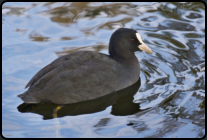 Blsshuhn im Wasser