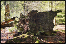 Entwurzelte Buche im Urwald Sababurg