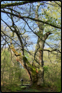 Knorrige Buche im Urwald Sababurg