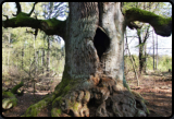 Die "Kamineiche" im Urwald Sababurg