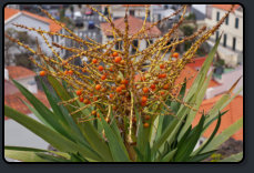 Palmlilie (Yucca) mit roten Frchten