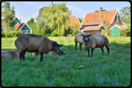 Schafe auf der Weide