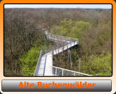 Alte Buchenwlder       Alte Buchenwlder