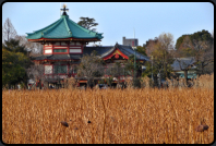 Benzaiten-Schrein im Ueno-Park