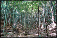 Der Weg fhrt durch den dichten Bambuswald