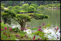 Im Shukkeien Garten