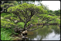 Im Shukkeien Garten