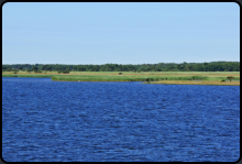 Schilf an der Kste des Vitter Bodden