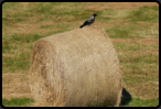 Rabe auf Strohballen