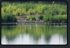 Flamingos im Zwillbrocker Venn