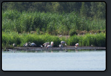 Flamingos im Zwillbrocker Venn