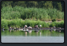 Flamingos im Zwillbrocker Venn