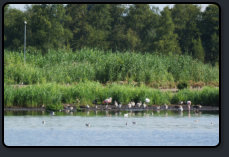 Flamingos im Zwillbrocker Venn