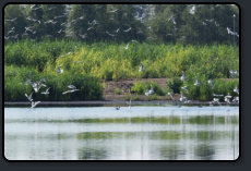 Lachmven und Flamingos im Zwillbrocker Venn