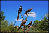 Eisen-Vgel auf einem Baum