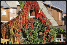 Wilder Wein an einem Hausgiebel