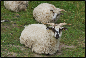 Die "Skudde" gilt als Schaf der Wickinger