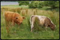 Galloway Rinder auf der Weide beim Museumsdorf