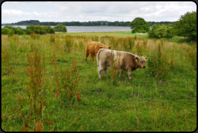 Galloway Rinder auf der Weide beim Museumsdorf