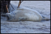 Wenige Wochen alte Kegelrobbe am Nordstrand der Dne