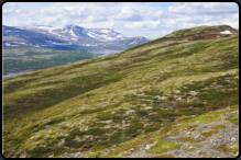 Im Dovrefjell-Sundalsfjella-Nationalpark