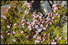 Steingewchs im Dovrefjell-Sundalsfjella-Nationalpark