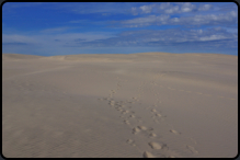 Auf der Wanderdne Rubjerg Mile