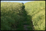 Der Wanderweg fhrt durch ein Rapsfeld