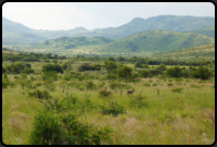 Landschaft mit Springbock