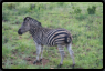 Steppenzebra