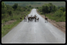 Impala (Schwarzfersenantilope)