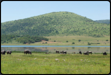 Flupferde (Hippopotamus) im Pilanesberg-Nationalpark