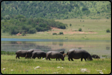 Flupferde (Hippopotamus)