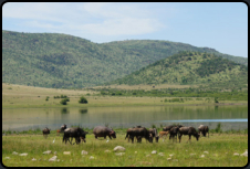 Flupferde (Hippopotamus) im Pilanesberg-Nationalpark