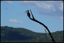 Eisvogel