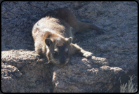 Ein Dassie (Klippschliefer) auf einem Felsen