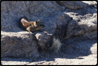 Ein Dassie (Klippschliefer) auf einem Felsen