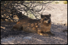 Ein Dassie (Klippschliefer) in einem schattigen Pltzchen