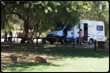 Ein Dassie (Klippschliefer) auf einer Wiese am Wohnmobil