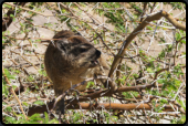 Ein Dassie (Klippschliefer) beim Fressen von frischen Blttern