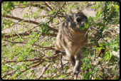 Ein Dassie (Klippschliefer) beim Fressen von frischen Blttern