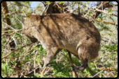 Ein Dassie (Klippschliefer) beim Fressen von frischen Blttern