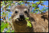 Ein Dassie (Klippschliefer) beim Fressen von frischen Blttern