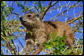 Ein Dassie (Klippschliefer) beim Fressen von frischen Blttern