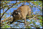 Ein Dassie (Klippschliefer) beim Fressen von frischen Blttern